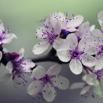 fleur blanche et violette - funerarium sainte maure de touraine