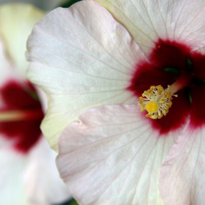 fleur blanche - obseques sainte-maure-de-touraine